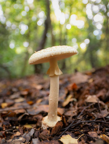 istock Parasol Mushroom Growing On The Forest Floor 1280473632