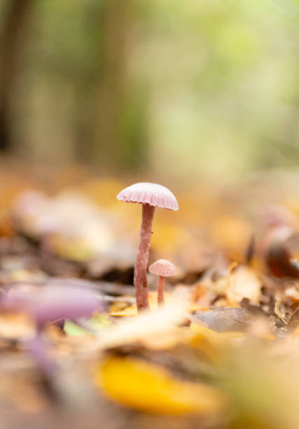 Tiny Rosy Bonnet mushrooms (Mycena rosea) growing on the forest floor.