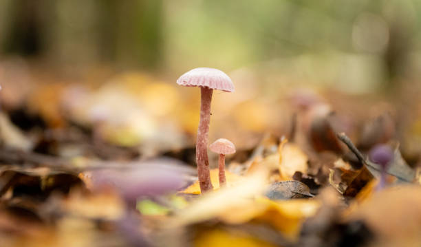istock Tiny Rosy Bonnet Mushrooms/Mycena Rosea 1280473641