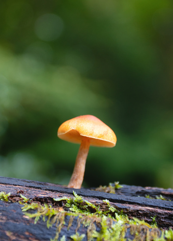 A tiny mushroom growing in an English woodland in Autumn.