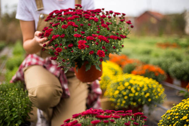 istock Chrysanthemums bloom in autumn 1280474738