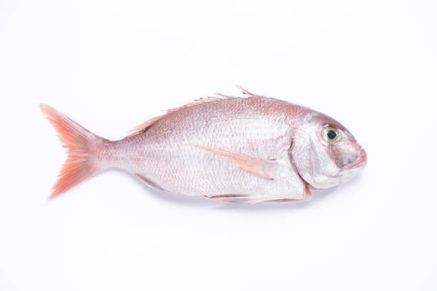 Red Snapper fish isolated on white background. Top view. Red Snapper fish isolated on white background. Top view. sebastinae photos stock pictures, royalty-free photos & images