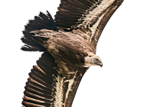 istock Close up of Griffon vulture flying. 1280479026