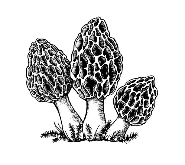 Morel Mushroom Vector Free | AI, SVG and EPS