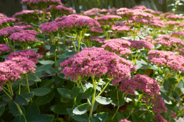 istock Showy stonecrop, or ice plant (Hylotelephium spectabile) growing 1280479728