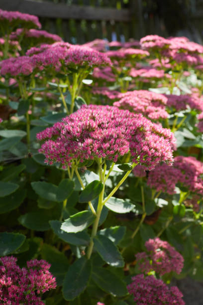 показной stonecrop, или ледяное растение (hylotelephium spectabile) растет - succulent plant sedum temperate flower perennial стоковые фото и изображения