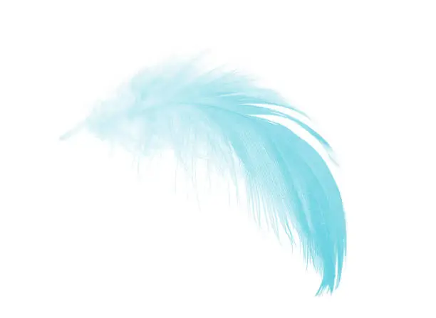 green turquoise colors tone feather isolated on white background