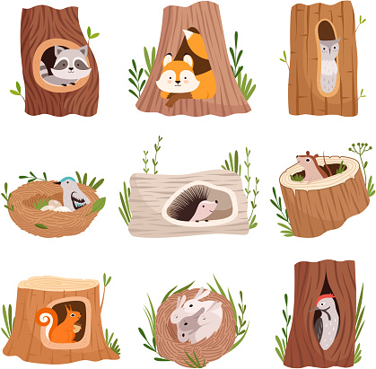 Holes in tree. Home hollow for wild animals trunk leaves treetops birds and squirrel vector characters. Illustration hollow tree in forest, trunk hollowed