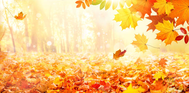 istock Falling maple leaves in city park. Beautiful autumn landscape 1280480913