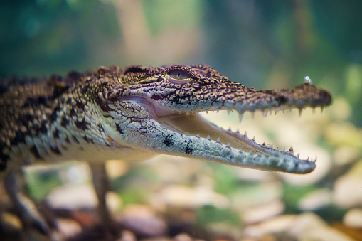 Close up of a small caiman underwater.