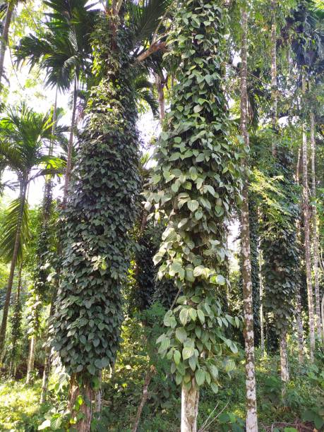 istock Black pepper of Garo Hills 1280482047