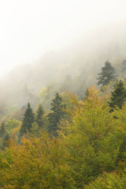 Autumnal Foggy Forest in Zarnesti, Romania Autumnal Foggy Forest in Zarnesti, Romania zarnesti stock pictures, royalty-free photos & images
