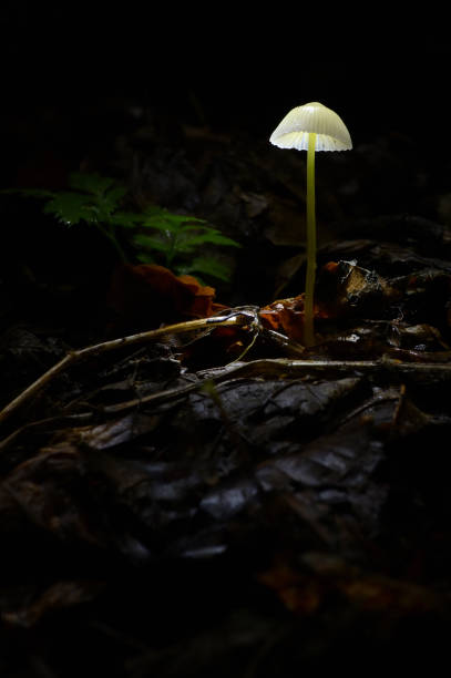 istock Glowing Mushroom Mycena epipterygia In Dark Forest 1280483386