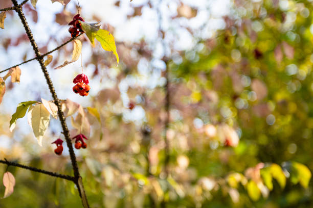 twig with Euonymus berries close up and blurred trees on background in city park on sunny autumn day (focus on berries on foreground)