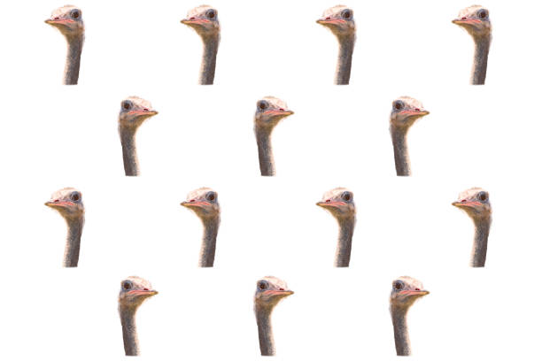 Face female ostrich isolated. White background. Concept of wild animals.