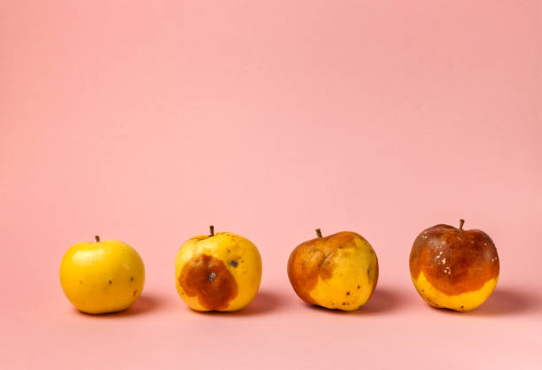 four apples with varying degrees of rot on a pink background, close - up with space. Ugly apples stock photo
