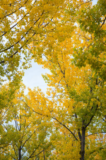 istock Yellow leaves on a tree in autumn 1280485040