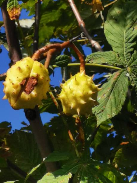 istock Chestnut tree with yellow chestnuts against a blue cloudless sky 1280485972