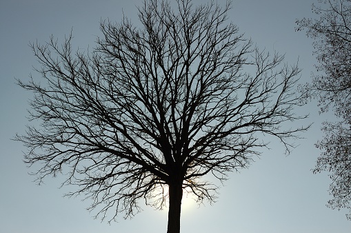 Spectacular images of various species of trees typical of the Italian territory