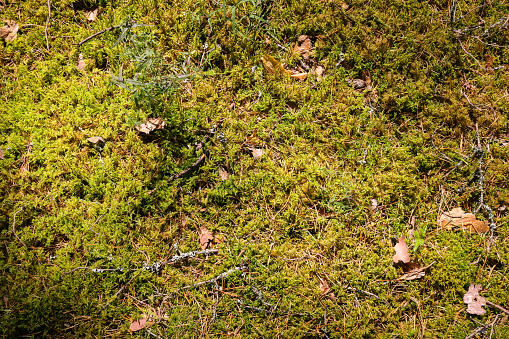 Top view of a moss ground Background, green forest floor. Natural, organic background.