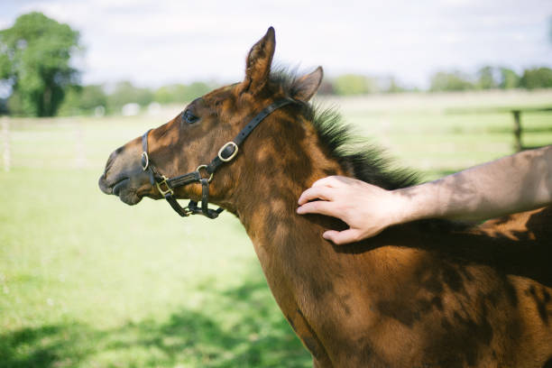 istock a man patting a young horse 1280487650