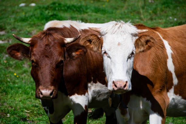istock The faces of two Simmental cattle with horns 1280488652