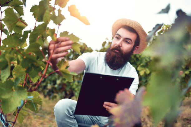 istock Agricultural Engineer Examining Vineyard Plant Health 1280493570