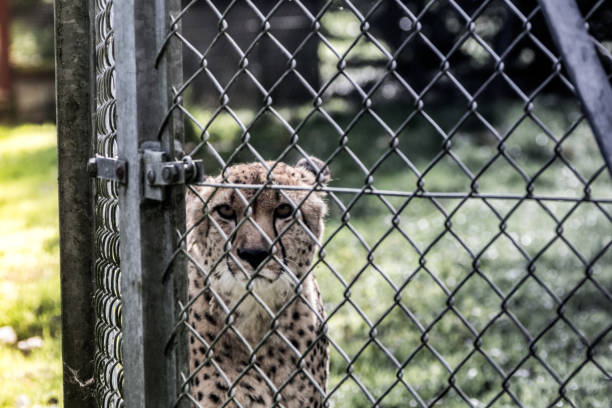 istock Cheetah behind a fence 1280495213