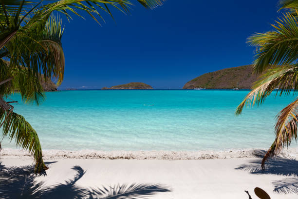 istock palm tree window on a tropical beach in the Caribbean 1280495453