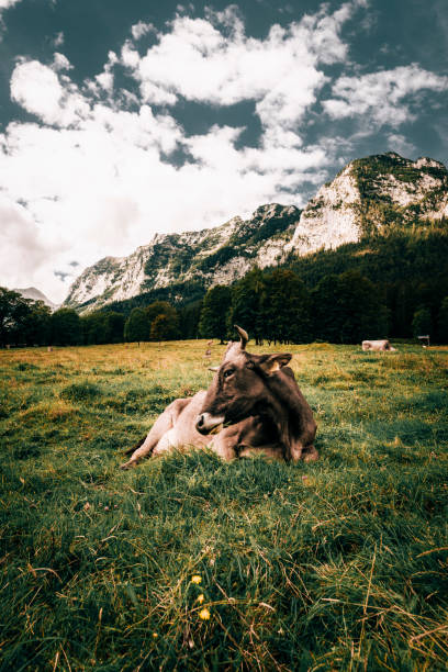 Beautiful viewing meadow on the Hintersee in the Berchtesgaden National Park with brown cows, Upper Bavarian Alps, Germany, Europe.