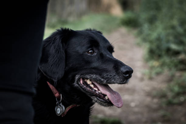 istock Black labrador cross portrait 1280497368