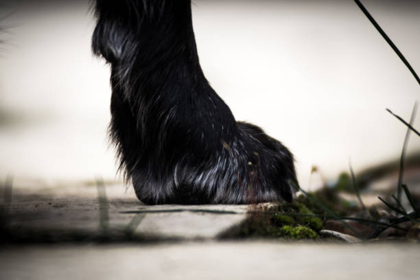 Paw of black dog The back of a paw close up of a labrador dog dog paw padding close up stock pictures, royalty-free photos & images
