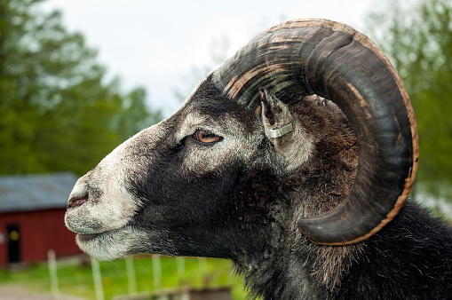 A close up portrait of a goat in farm pasture.