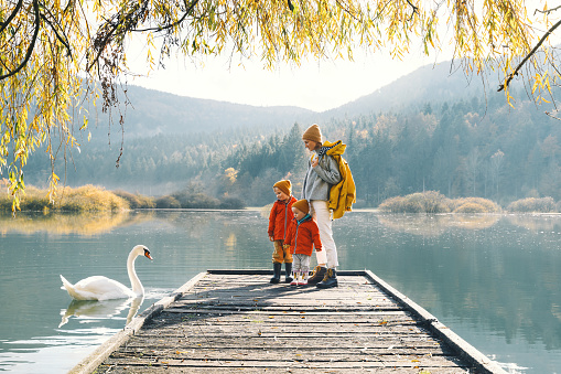 Family in nature background. Mother and children together in countryside outdoors. Woman and little kids looking at beautiful swan in lake or pond surrounded by branches of willow tree in autumn time.