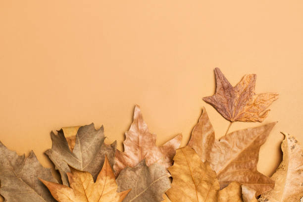 istock Autumn leaves on a brown background in a top view 1280498655