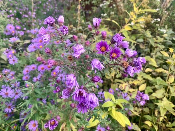 istock Pollinator Flower Garden in Autumn 1280499933