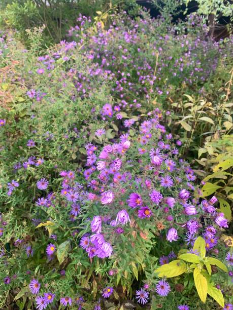 pollinator blumengarten im herbst - herbstastern stock-fotos und bilder
