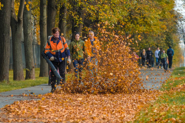 女性のユーティリティワーカーは、公園の路地で落ち葉を取り除くためにブロワーを使用しています。黄色い葉が空中を飛んでいる。季節的な仕事の概念。 - wilted plant audio ストックフォトと画像