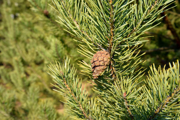 istock Pine cone on a branch with green needles 1280500828