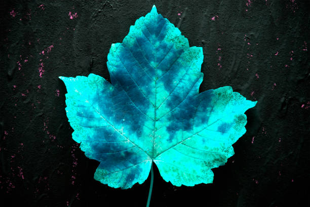 un acero blu acqua su uno sfondo nero astratto senza cuciture. foglia d'acero blu. - maple leaf close up symbol autumn foto e immagini stock