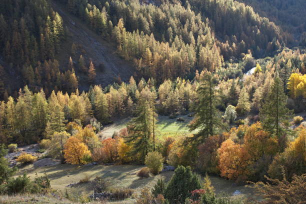 istock Autumn trees in Bachelard Valley (1) 1280501093