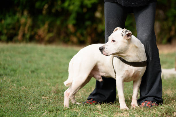 istock White Staffordshire Terrier and his trainer 1280502361
