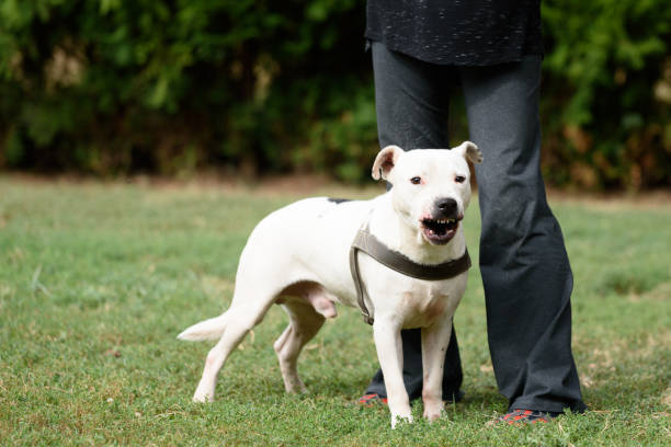 istock White Staffordshire Terrier and his trainer 1280502394