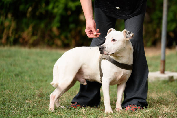 istock White Staffordshire Terrier and his trainer 1280502426