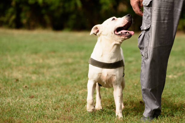 istock White Staffordshire Terrier and his trainer 1280502467