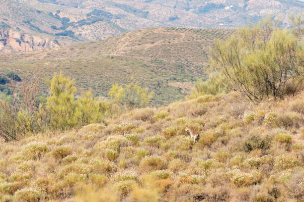istock mountain goat among the bushes 1280502496