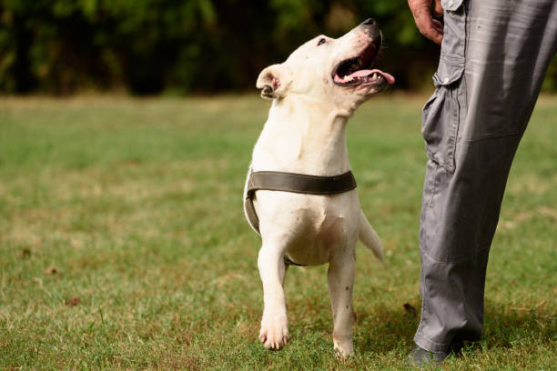istock White Staffordshire Terrier and his trainer 1280502531