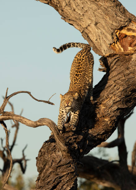 istock Vertical portrait of a leopard in tree stretching in Khwai River in Okavango Delta in Botswana 1280502701