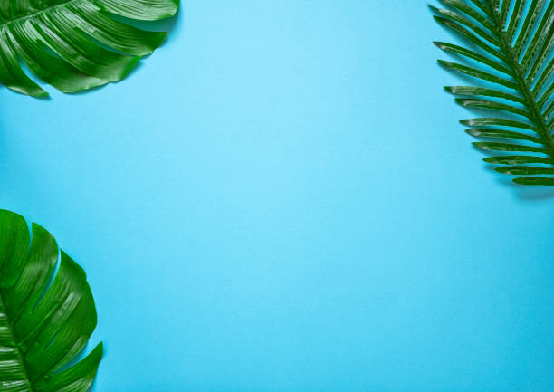 istock Flat Lay Background blue tropical leaves 1280502780
