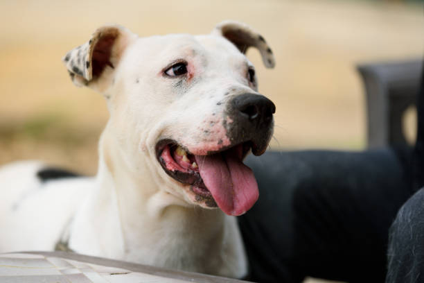 White Staffordshire Terrier and his trainer Obedience training with white Staffordshire Terrier from dogs shelter stray animal stock pictures, royalty-free photos & images